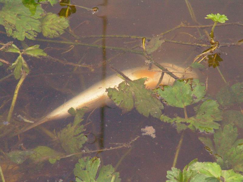 Fiume Ema - pesci morti